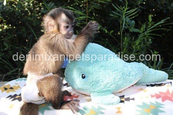 Lovely adorable capuchin 9 Lovely adorable capuchin - Image 9