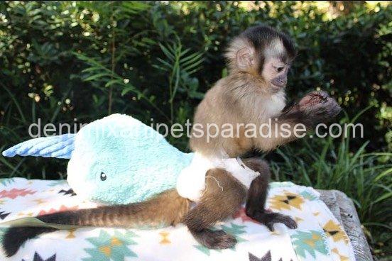 Lovely adorable capuchin 5 Lovely adorable capuchin - Image 5