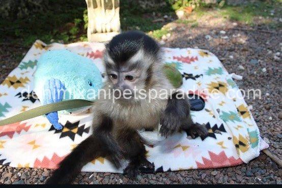 Lovely adorable capuchin 7 Lovely adorable capuchin - Image 7