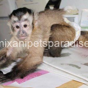 Lovely adorable capuchin