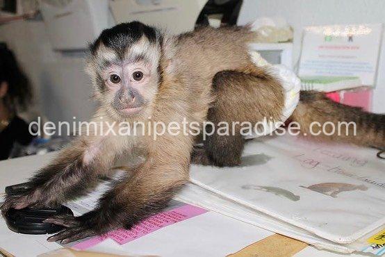 Lovely adorable capuchin 1 Lovely adorable capuchin