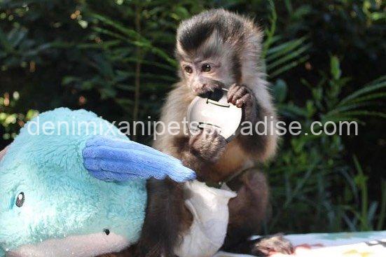 Lovely adorable capuchin 6 Lovely adorable capuchin - Image 6