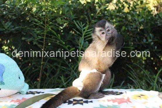 Lovely adorable capuchin 3 Lovely adorable capuchin - Image 3