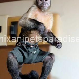 Adult pet capuchin monkey