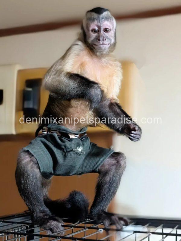 Adult pet capuchin monkey