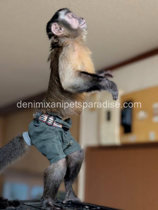 Adult pet capuchin monkey - Image 2