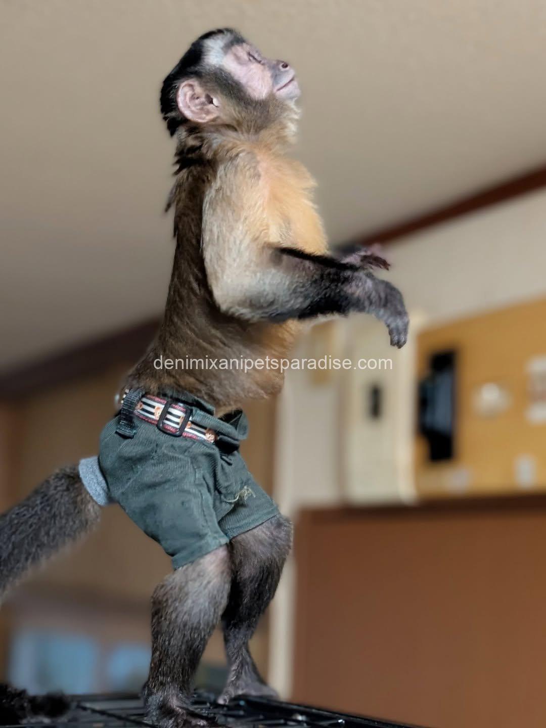 Adult pet capuchin monkey 2 Adult pet capuchin monkey - Image 2