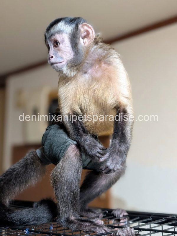 Adult pet capuchin monkey - Image 3