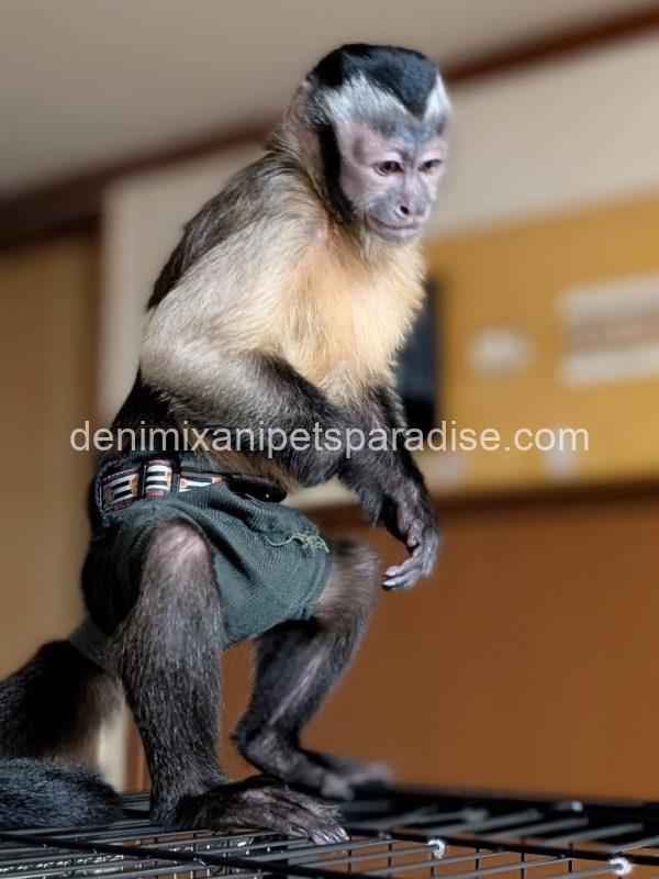 Adult pet capuchin monkey - Image 4