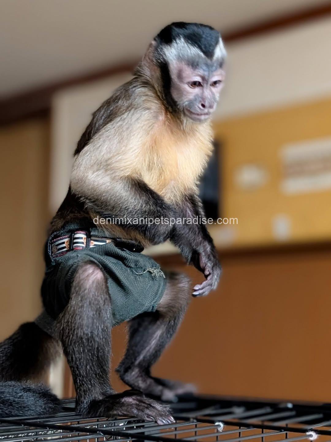 Adult pet capuchin monkey 4 Adult pet capuchin monkey - Image 4