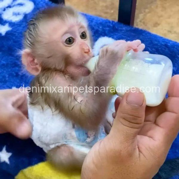 Friendly adorable pigtail monkey - Image 2