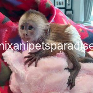 Friendly adorable pigtail monkey