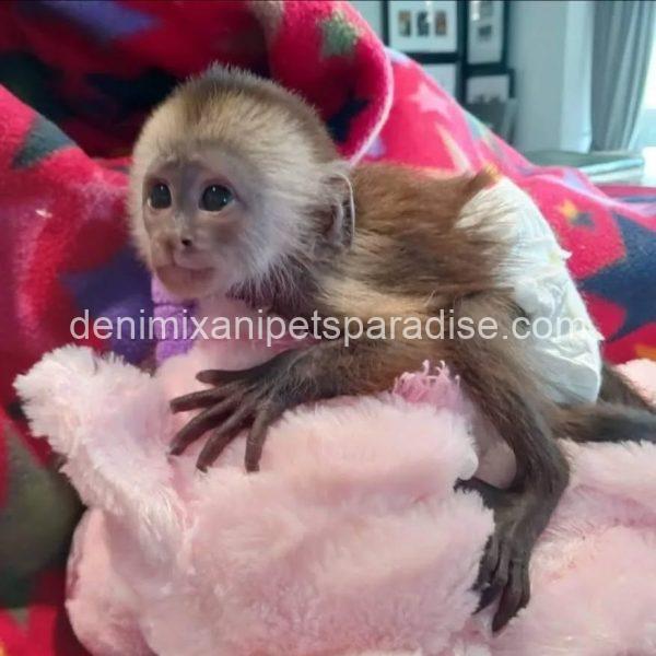 Friendly adorable pigtail monkey