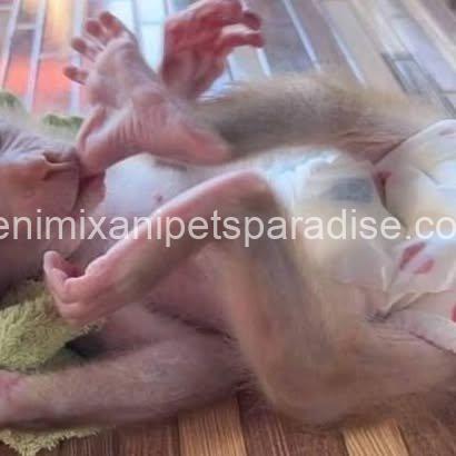Friendly adorable pigtail monkey 3 Friendly adorable pigtail monkey - Image 3