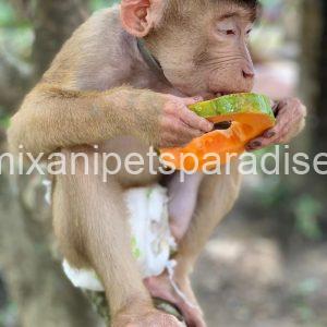 Gorgeous Adult pigtail monkey
