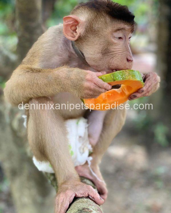 Gorgeous Adult pigtail monkey