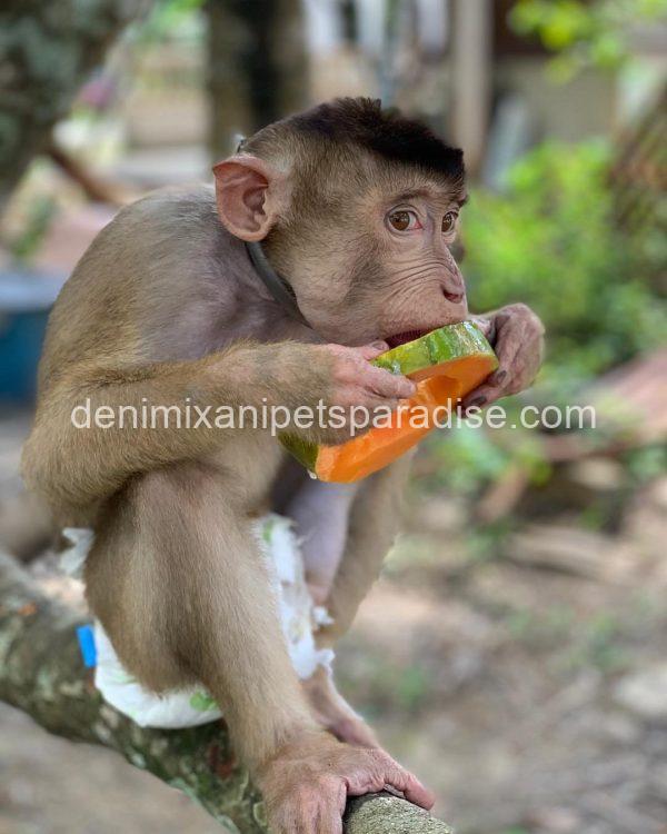 Gorgeous Adult pigtail monkey - Image 3