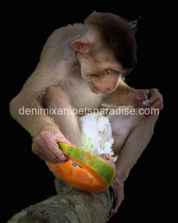 Gorgeous Adult pigtail monkey - Image 2