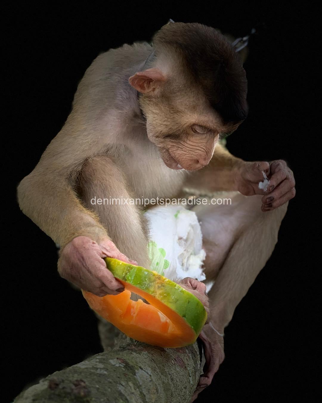Gorgeous Adult pigtail monkey 2 Gorgeous Adult pigtail monkey - Image 2
