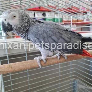 African Grey Baby parrots