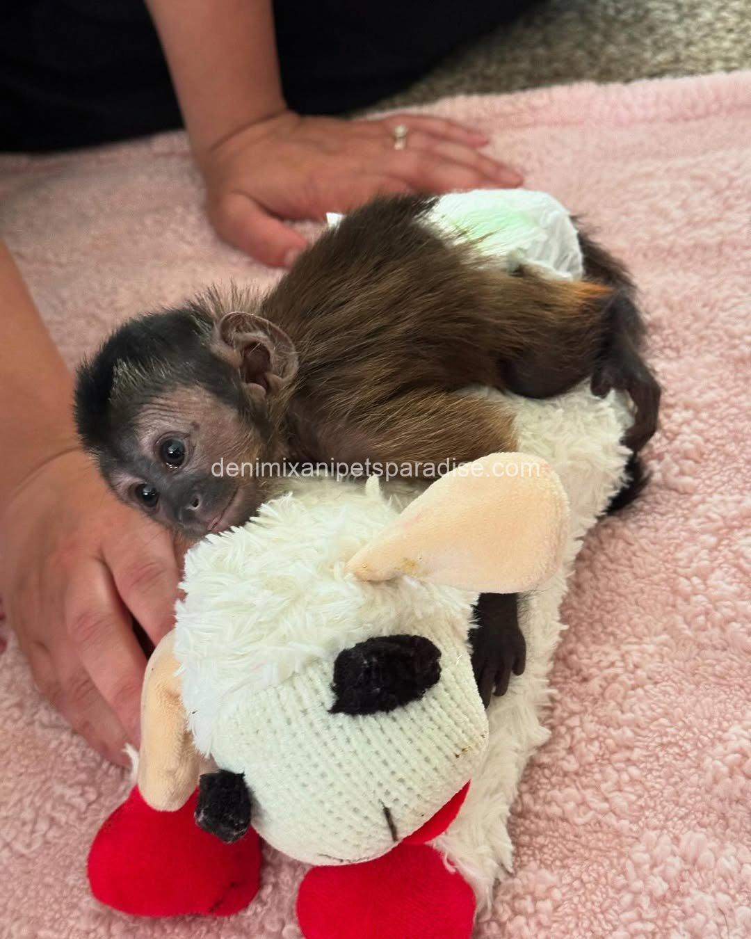 Black cap capuchin baby 1 Black cap capuchin baby