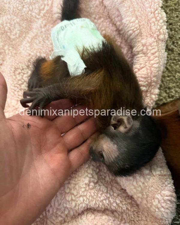 Black cap capuchin baby - Image 2