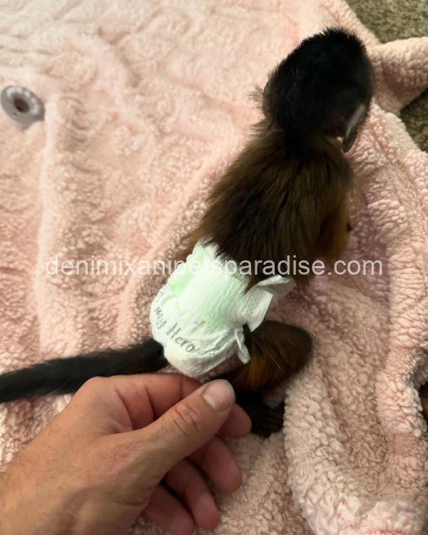 Black cap capuchin baby - Image 4