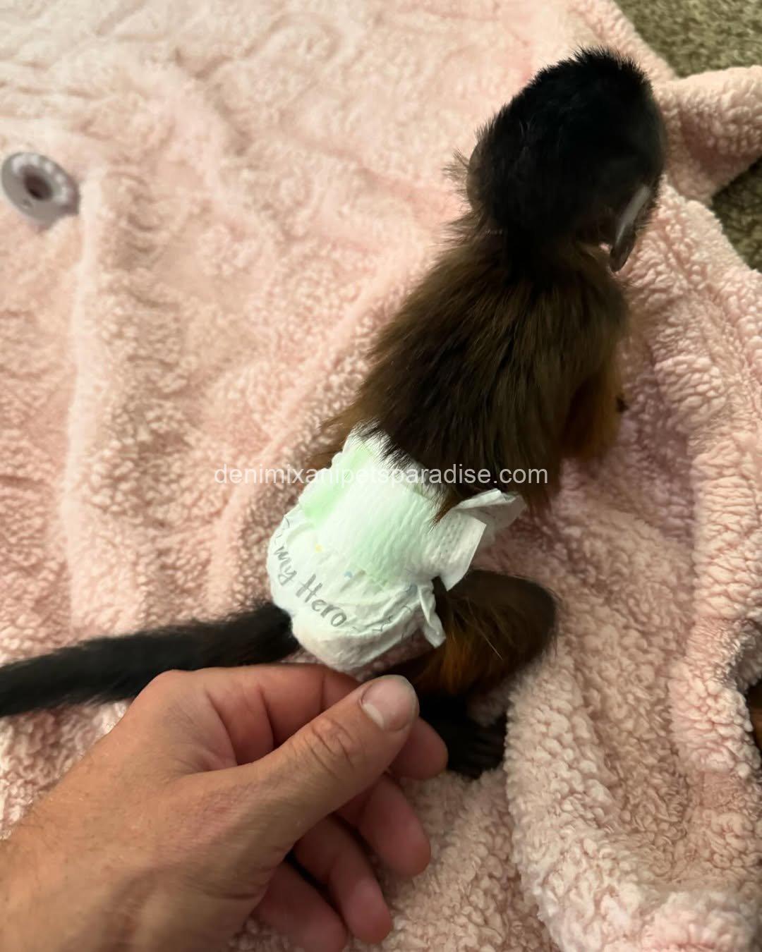 Black cap capuchin baby 4 Black cap capuchin baby - Image 4