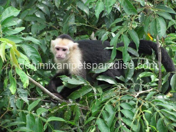 Write Throated Adult capuchin - Image 3