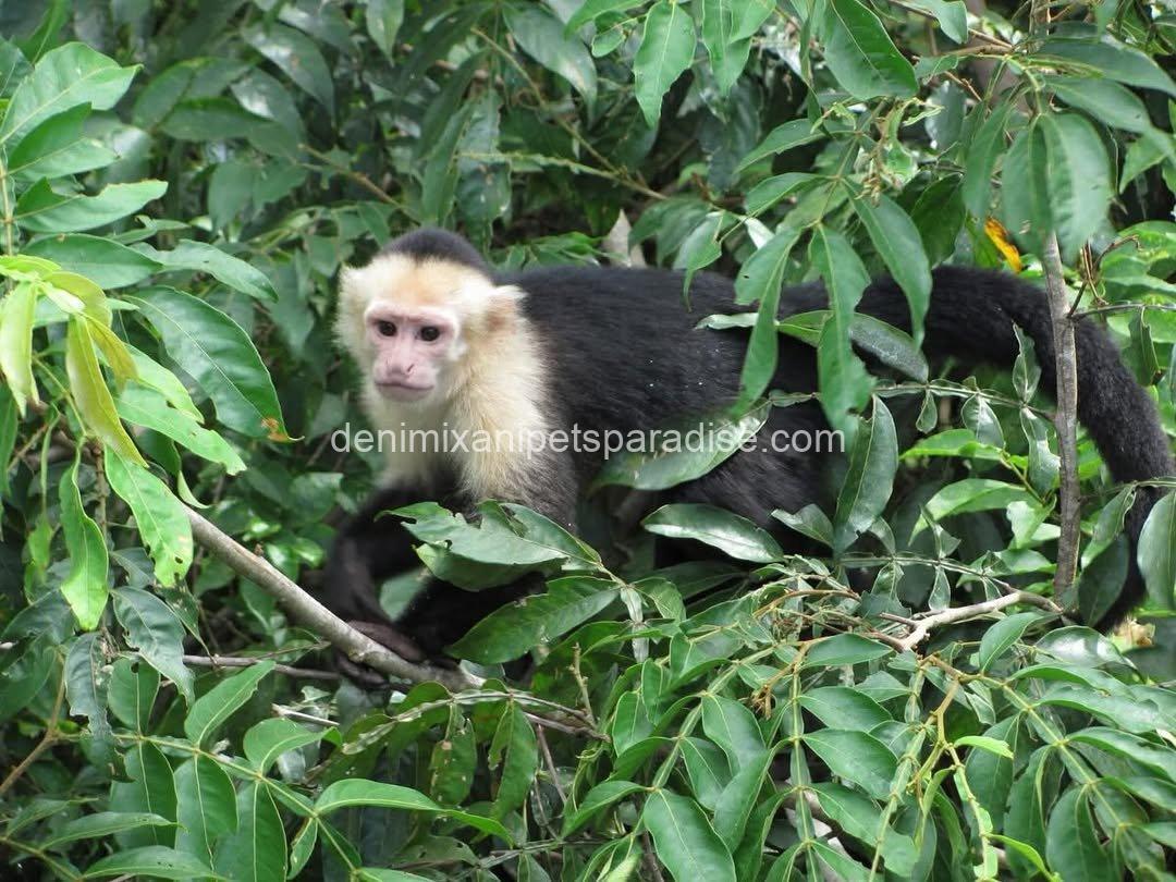 Write Throated Adult capuchin 3 Write Throated Adult capuchin - Image 3