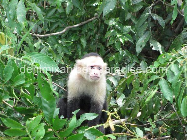 Write Throated Adult capuchin - Image 2