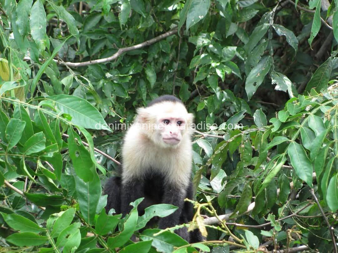 Write Throated Adult capuchin 2 Write Throated Adult capuchin - Image 2