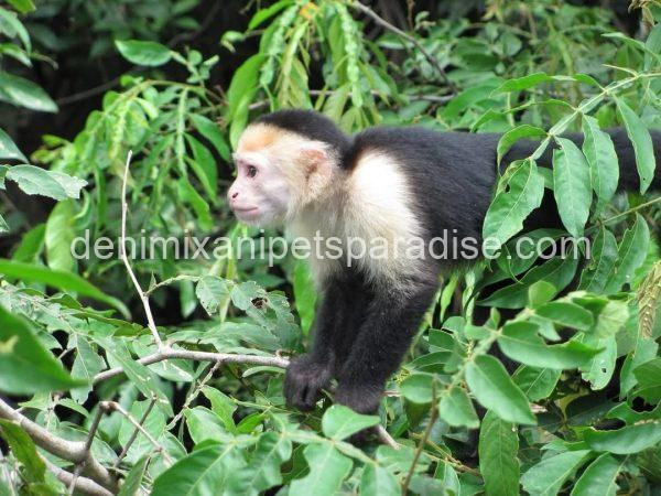 Write Throated Adult capuchin - Image 5