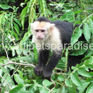 Write Throated Adult capuchin
