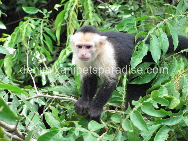 Write Throated Adult capuchin