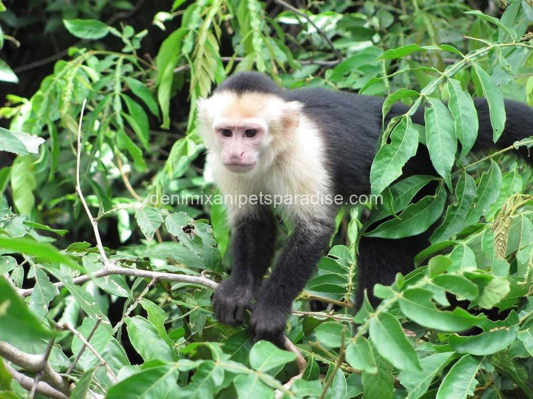 Write Throated Adult capuchin 1 Write Throated Adult capuchin