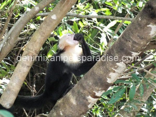 Write Throated Adult capuchin - Image 4