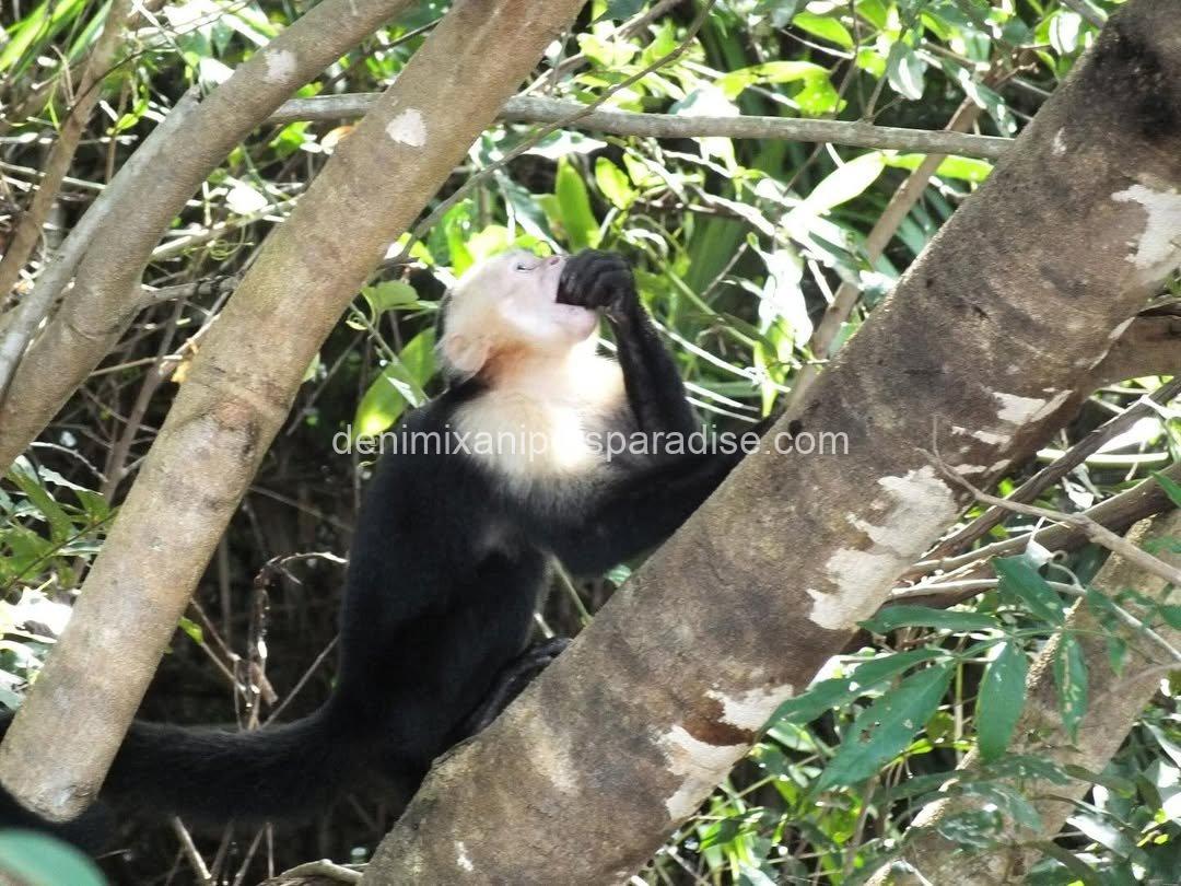 Write Throated Adult capuchin 4 Write Throated Adult capuchin - Image 4