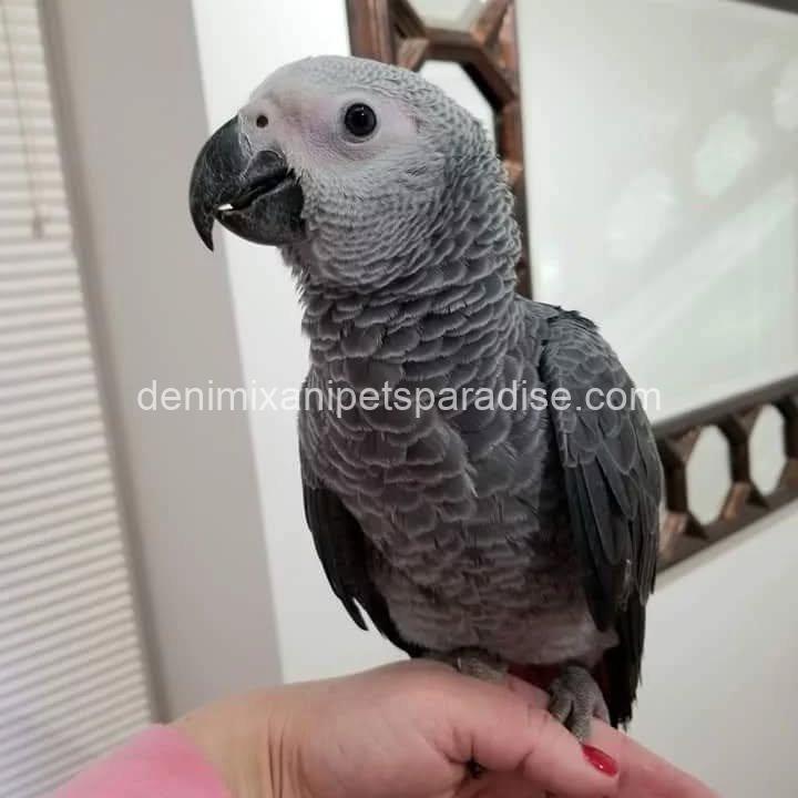 Congo African Grey baby 6 Congo African Grey baby - Image 6