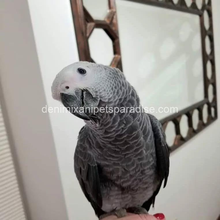 Congo African Grey baby 3 Congo African Grey baby - Image 3