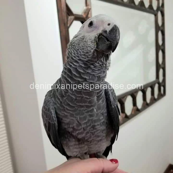 Congo African Grey baby 7 Congo African Grey baby - Image 7