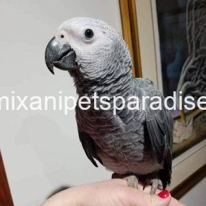 Congo African Grey baby