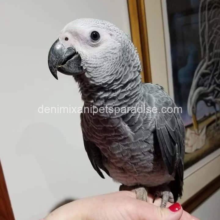 Congo African Grey baby 1 Congo African Grey baby