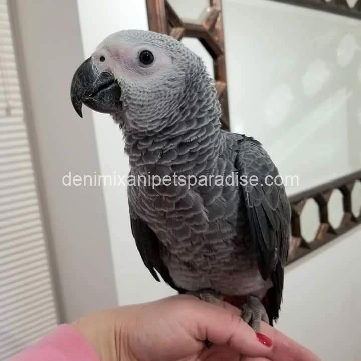 Congo African Grey baby 8 Congo African Grey baby - Image 8