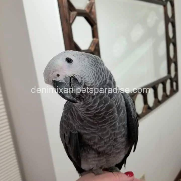 Congo African Grey baby 2 Congo African Grey baby - Image 2