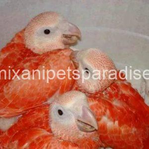 Red Factor African Grey parrot
