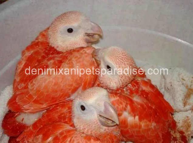 Red Factor African Grey parrot 1 Red Factor African Grey parrot