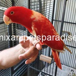 Beautiful Eclectus parrot baby