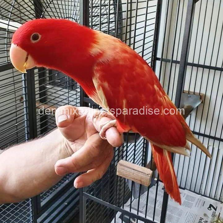 Beautiful Eclectus parrot baby 1 Beautiful Eclectus parrot baby
