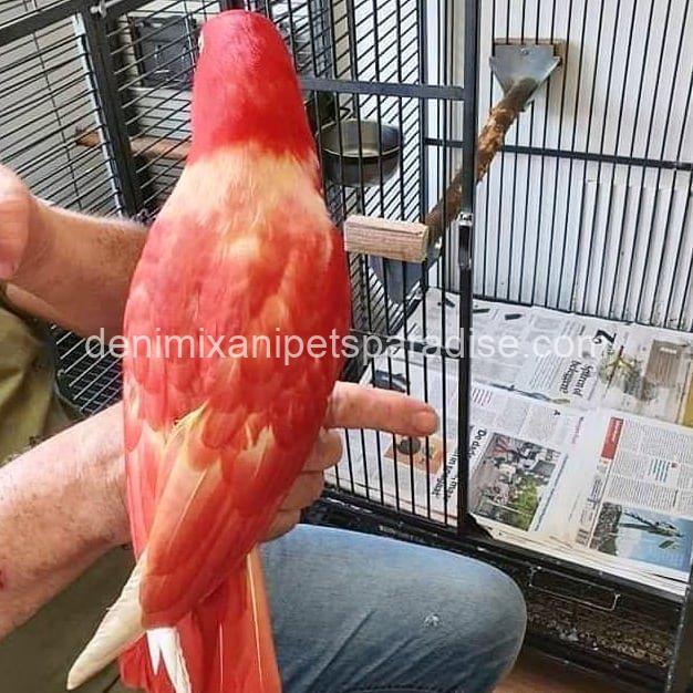 Beautiful Eclectus parrot baby 2 Beautiful Eclectus parrot baby - Image 2